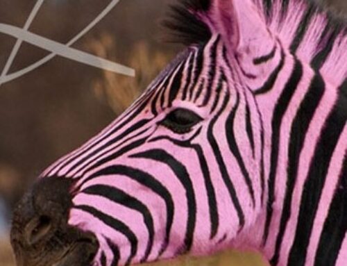 Work-Life balance, pink zebras, and other rare creatures